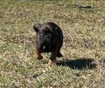 Small Photo #6 French Bulldog Puppy For Sale in MAYO, FL, USA