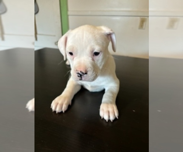 Medium Photo #2 American Bully Puppy For Sale in AUGUSTA, ME, USA