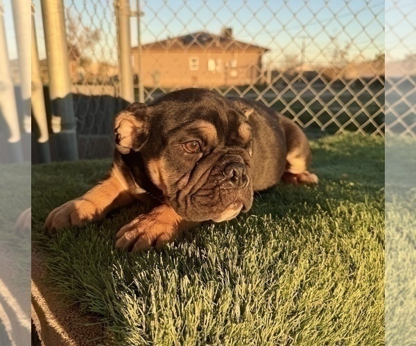 Medium Photo #32 English Bulldog Puppy For Sale in SAN JOSE, CA, USA