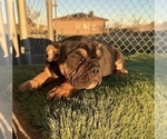 Small #31 English Bulldog