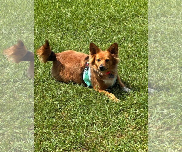 Medium Photo #4 Pembroke Welsh Corgi-Unknown Mix Puppy For Sale in Gulfport, MI, USA
