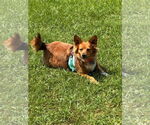 Small #3 Pembroke Welsh Corgi Mix