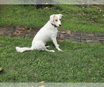Small #2 Canadian Eskimo Dog Mix
