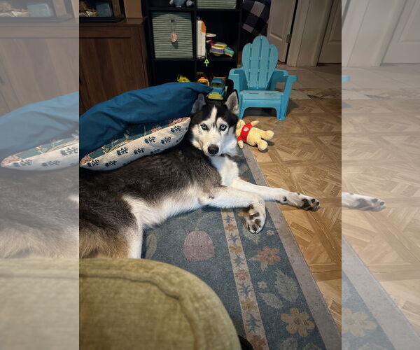 Medium Photo #3 Siberian Husky Puppy For Sale in Miami, FL, USA