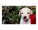 Small Photo #9 Australian Cattle Dog-Catahoula Leopard Dog Mix Puppy For Sale in WELLMAN, IA, USA