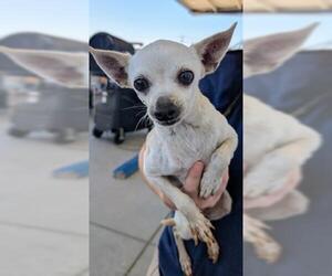 Chihuahua Dogs for adoption in Bakersfield, CA, USA