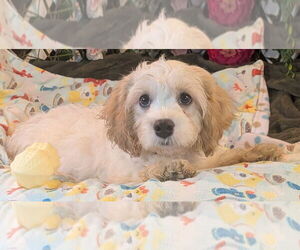 Medium Cavalier King Charles Spaniel