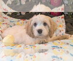Small Cavalier King Charles Spaniel