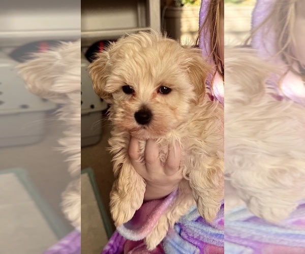 Medium Photo #1 Maltipoo (Miniature) Puppy For Sale in ALEXANDRIA, VA, USA