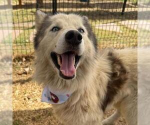 Siberian Husky Dogs for adoption in San Antonio, TX, USA