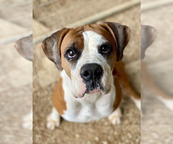 Medium Photo #7 Boxer Puppy For Sale in Austin, TX, USA