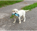 Small #8 Labrador Retriever