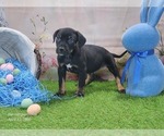 Small Catahoula Leopard Dog