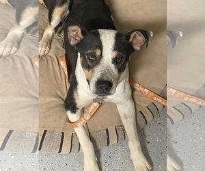 Australian Shepherd-Unknown Mix Dogs for adoption in Chandler, AZ, USA