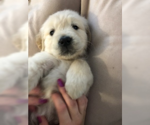Medium Photo #27 Golden Retriever Puppy For Sale in PRYOR, OK, USA