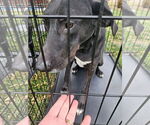 Small #6 Great Dane-Labrador Retriever Mix