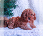 Small Photo #3 Cavapoo Puppy For Sale in GAP, PA, USA