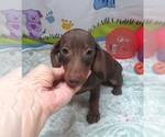 Small #2 Dachshund