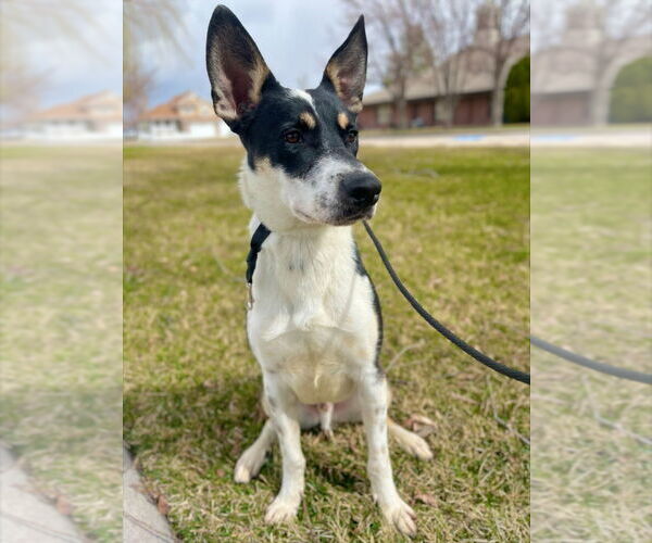 Medium Photo #3 Mutt Puppy For Sale in Salt Lake City, UT, USA