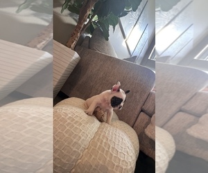French Bulldog Puppy for sale in PHOENIX, AZ, USA