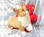 Puppy 2 Pembroke Welsh Corgi