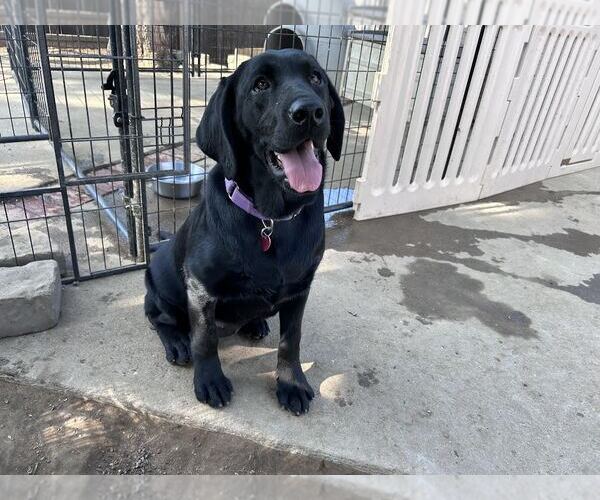 Medium Photo #3 Labrador Retriever Puppy For Sale in Clovis, CA, USA