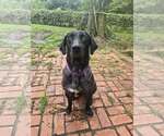 Small #9 German Shorthaired Pointer Mix