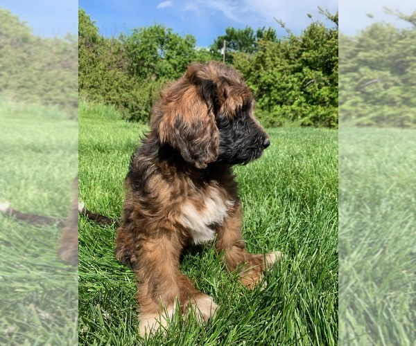 Medium Photo #2 Pyredoodle Puppy For Sale in PRESCOTT, WA, USA