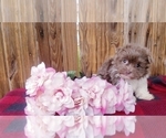 Small Photo #2 Havanese Puppy For Sale in APPLE CREEK, OH, USA