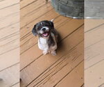 Small #3 Shih Tzu Mix