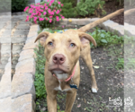 Small #4 Retriever  Mix