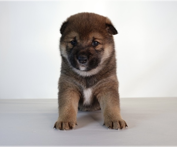 Medium Photo #17 Shiba Inu Puppy For Sale in WINTER PARK, FL, USA