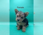 Small Photo #1 Yorkshire Terrier Puppy For Sale in HAMPTON, VA, USA
