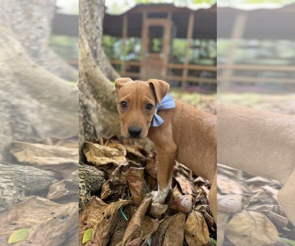 Medium Photo #2 Boxer-Unknown Mix Puppy For Sale in NYC, NY, USA