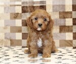 Small #2 Cavapoo (Miniature)