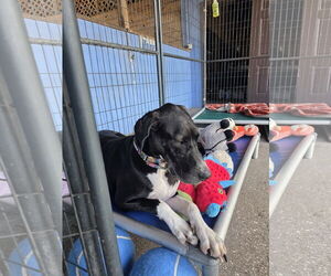 Great Dane-Unknown Mix Dogs for adoption in Palm Beach, FL, USA