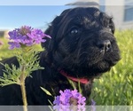 Puppy Pink Rottle