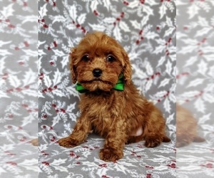 Cavapoo Puppy for sale in QUARRYVILLE, PA, USA