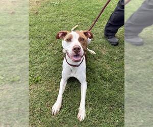 American Pit Bull Terrier Dogs for adoption in Corpus Christi, TX, USA