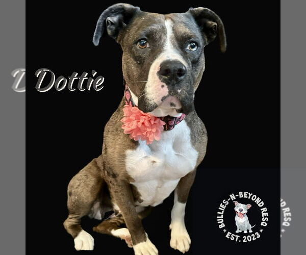 Medium Photo #1 American Pit Bull Terrier-Bulldog Mix Puppy For Sale in Omaha, NE, USA