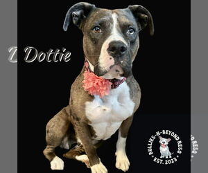 American Pit Bull Terrier-Bulldog Mix Dogs for adoption in Omaha, NE, USA