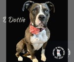 Small American Pit Bull Terrier-Bulldog Mix