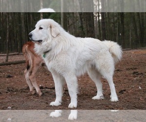 Father of the Great Pyrenees puppies born on 04/09/2022