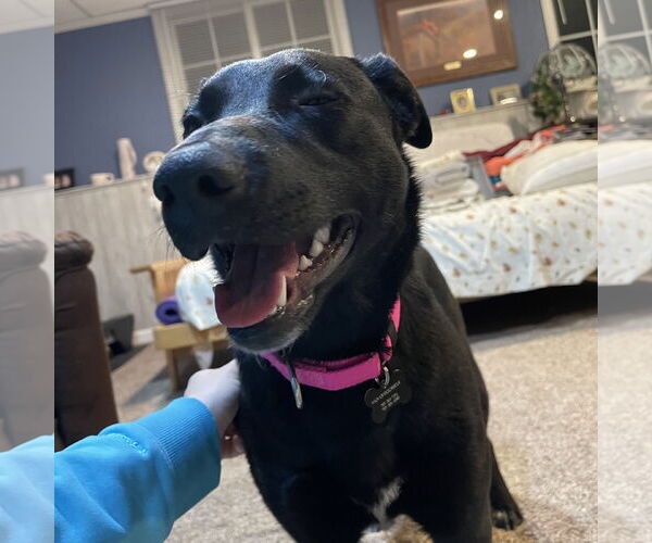 Medium Photo #15 Pointer-Unknown Mix Puppy For Sale in Fargo, ND, USA