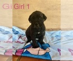 Small Photo #1 Mastiff Puppy For Sale in SPRINGFIELD, TN, USA