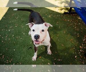 American Pit Bull Terrier Dogs for adoption in Orlando, FL, USA