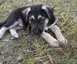 Small Photo #12 German Shepherd Dog Puppy For Sale in MERRITT IS, FL, USA