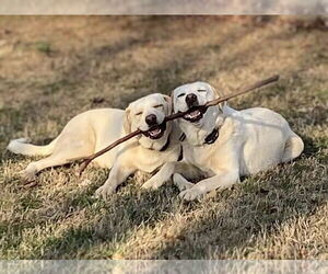 Labrenees Dogs for adoption in Maryville, TN, USA