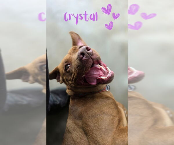 Medium Photo #5 American Pit Bull Terrier-American Staffordshire Terrier Mix Puppy For Sale in Monte Vista, CO, USA