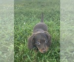 Small #1 Dachshund